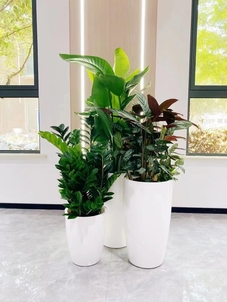 探寻宁波海曙植物租赁，实惠价格，开启绿色办公生活！